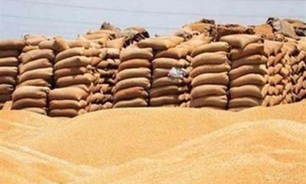وسط أزمة عالمية.. يمنيون يزرعون “القمح”