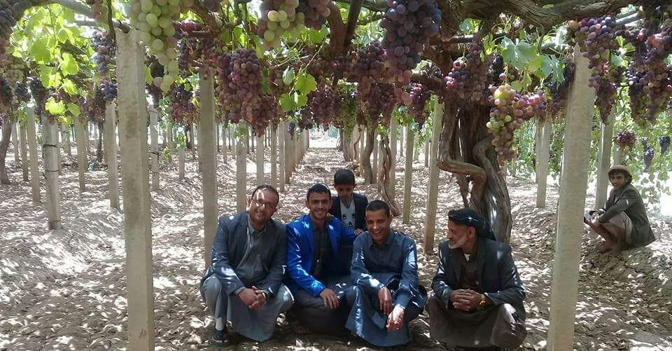 اليمن : مزارع العنب تحت قصف الطيران