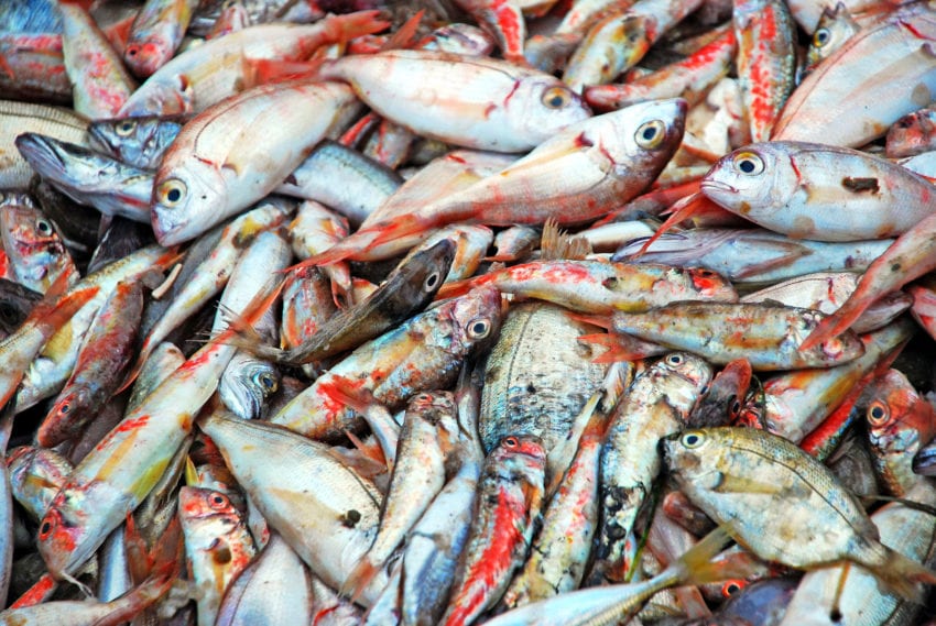 40 مليون دولار صادرات اليمن من الأسماك