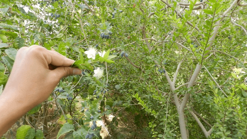 لحج مزارع ينجح في زراعة شجرة الهيل لأول مرة في اليمن المشاهد نت
