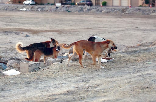 7 مصابين بداء الكلب في محافظة ريمة