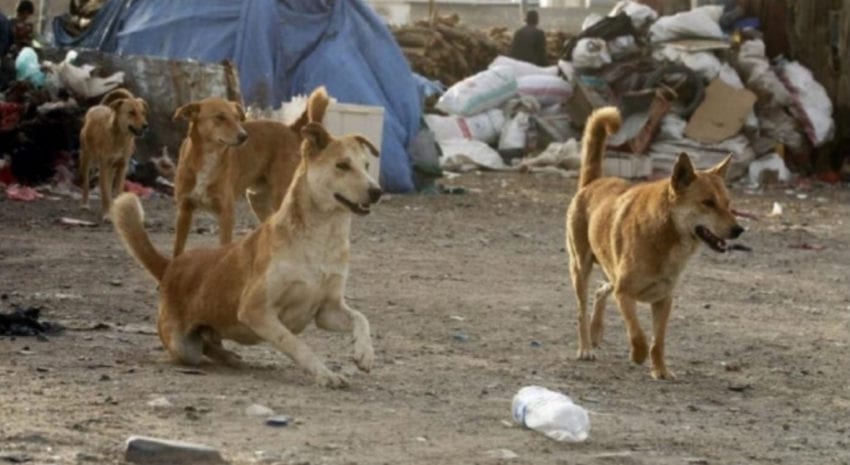 17 إصابة بداء الكلب في محافظة ريمة