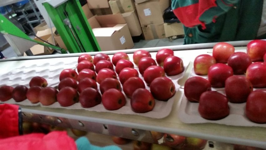 جماعة الحوثي تمنع استيراد التفاح من الخارج