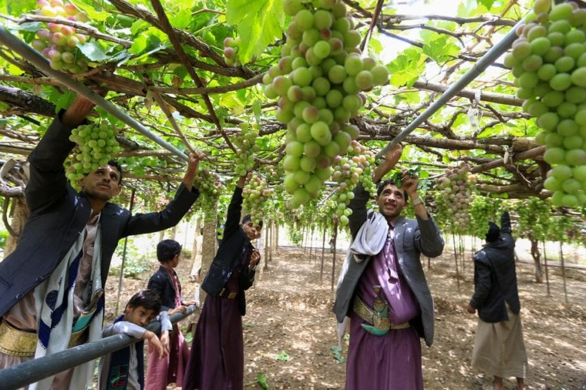 الزراعة ملاذ اليمنيين في زمن الصراع