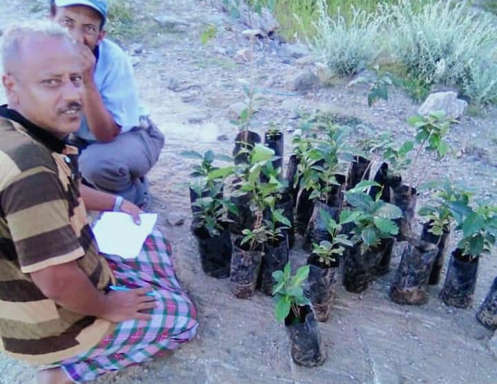 لحج: صندوق تنموي لزراعة 10 آلاف شجرة بُن بالقبيطة
