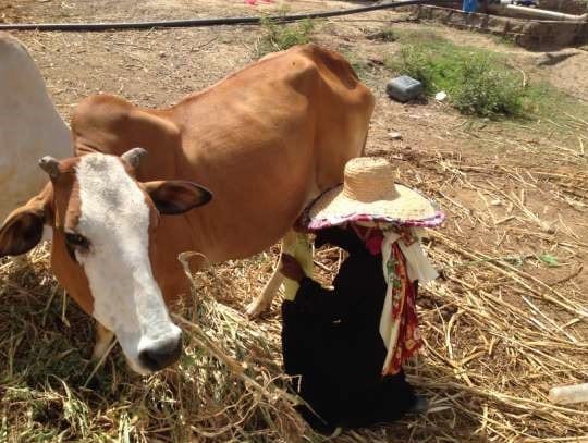 ذمار: المرأة الريفية تتعامل مع البقرة كأحد أبنائها