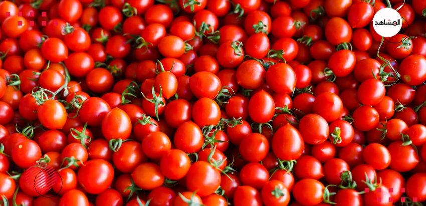 انخفاض الأسعار يكبد مزارعي الطماطم في الجوف خسائر فادحة