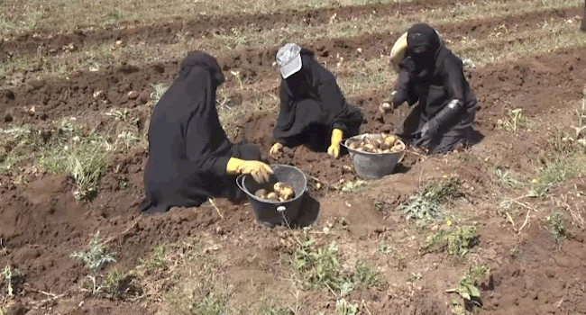 <strong>الزراعة.. سلاح المرأة للعيش في ريف اليمن</strong>