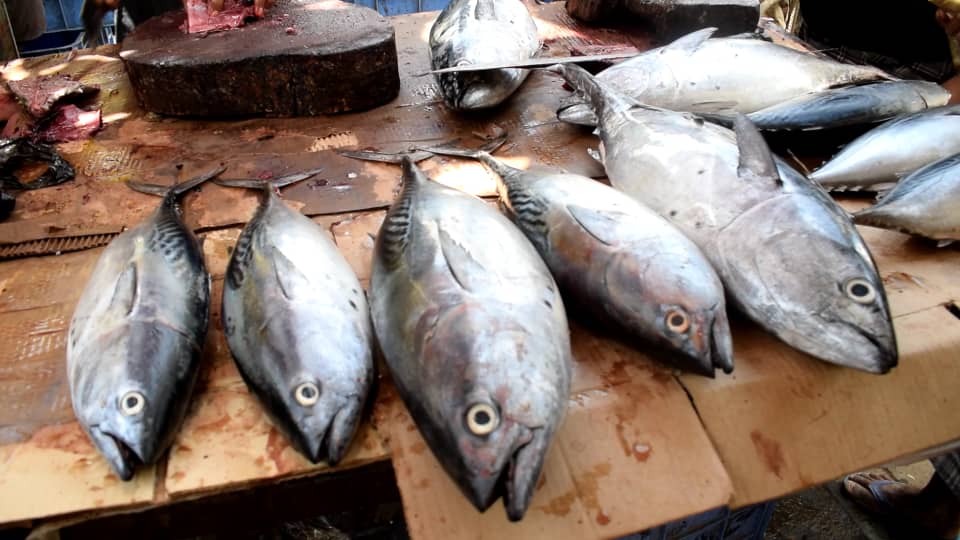 ارتفاع أسعار الأسماك في لحج