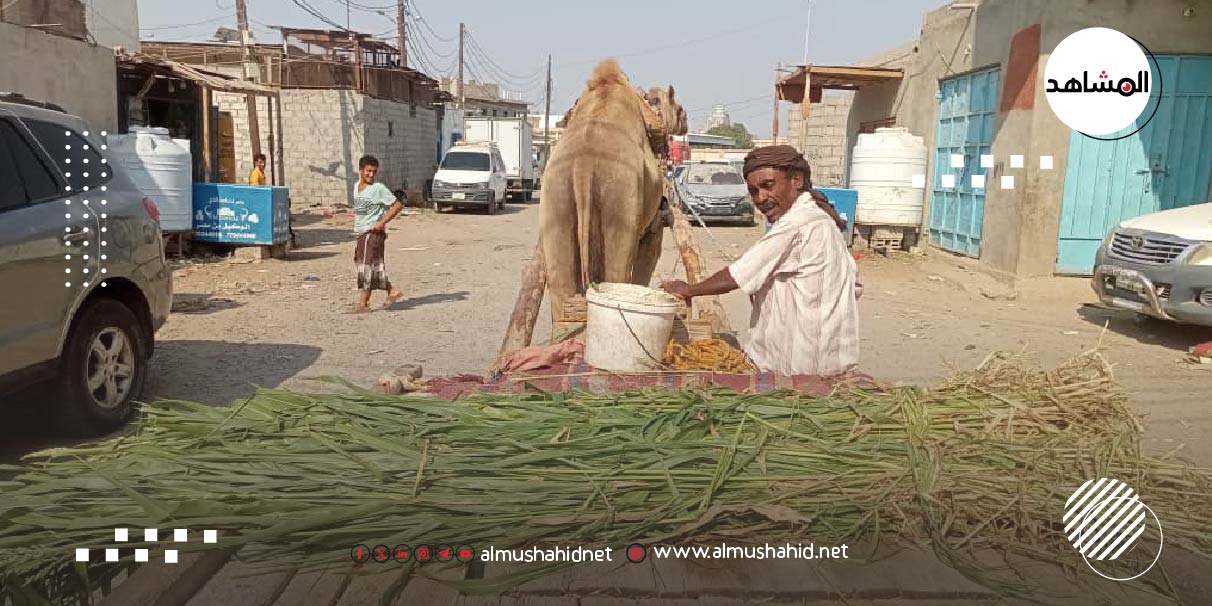بائع أعلاف المواشي “سعيد الجمال”… قصة الكفاح في عدن