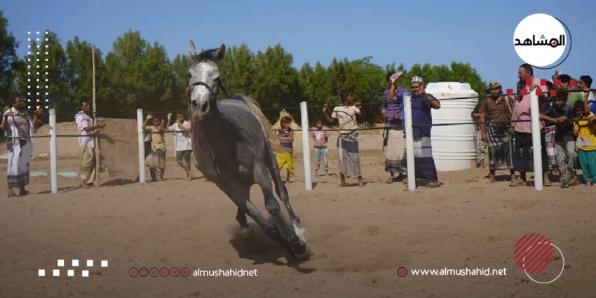 (بالصور).. نجاح تجربة تربية خيول أصيلة بالحديدة