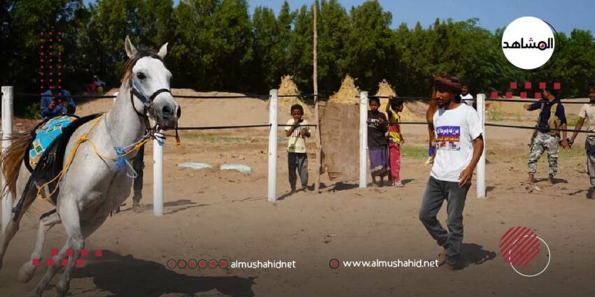 (بالصور).. نجاح تجربة تربية خيول أصيلة بالحديدة