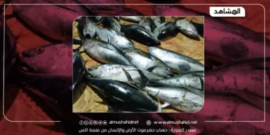 اليوم العالمي لسمك التونة-اليمن