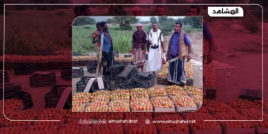 تأثير هجمات الملاحة في البحر الأحمر على زراعة الطماطم في تهامة اليمن