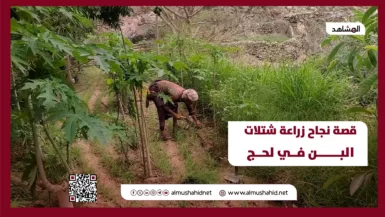 فيديوجراف قصة نجاح زراعة البن، القبيطة، لحج، جنوب اليمن